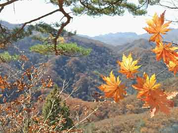 網(wǎng)絡(luò)時(shí)代綠色文化探索與挑戰(zhàn)，青青草在線華人綠的探索之路